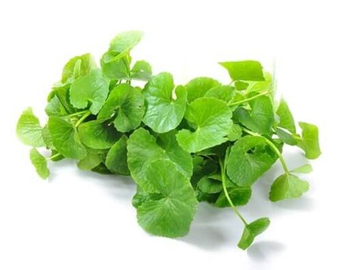 Weiprost-ek gotu kola (Centella asiatica) dauka